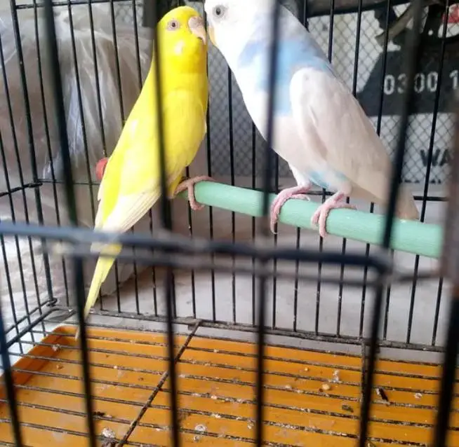 budgies parrots — photo 2