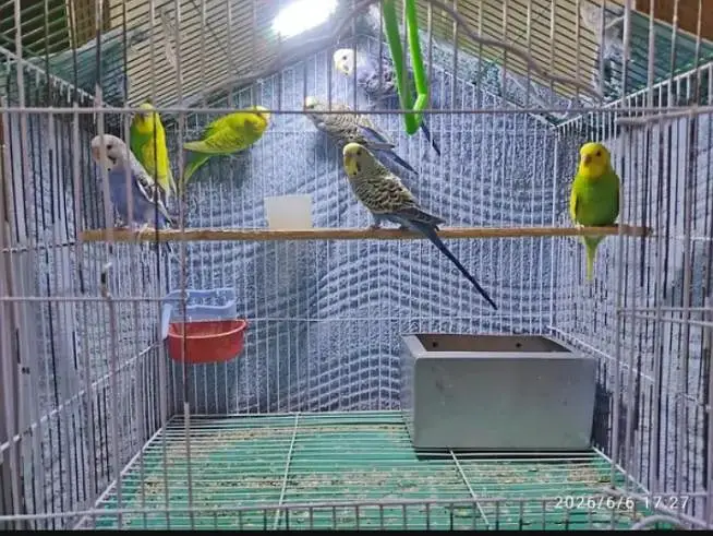budgies parrots — photo 3