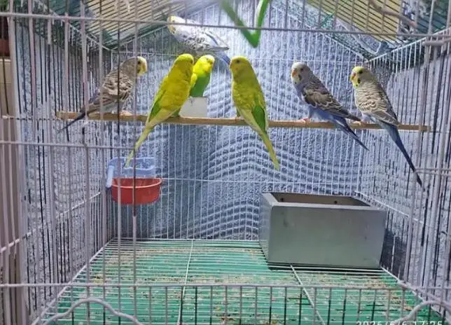budgies parrots — photo 4