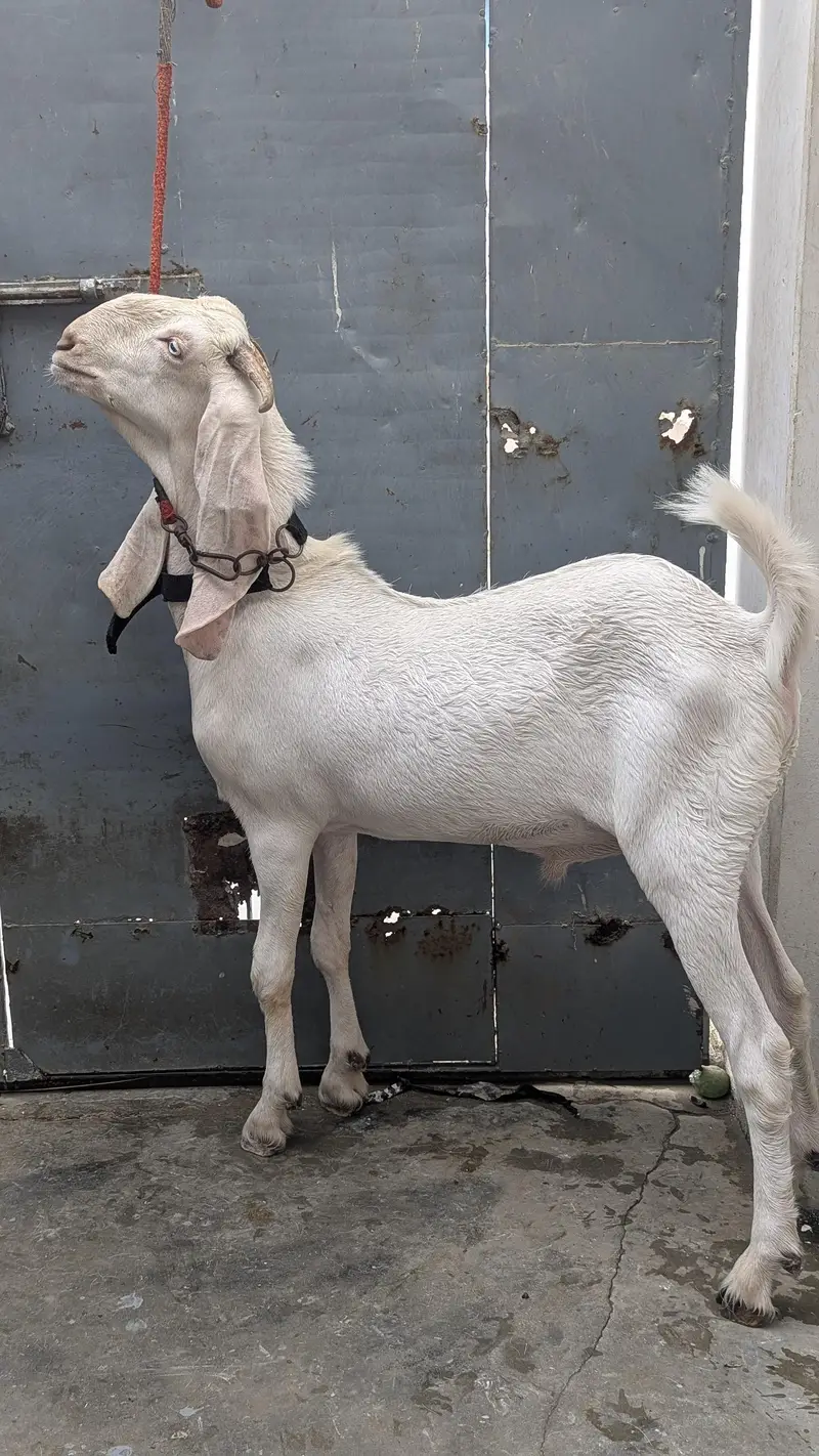 gulabi or Punjabi cross — photo 2