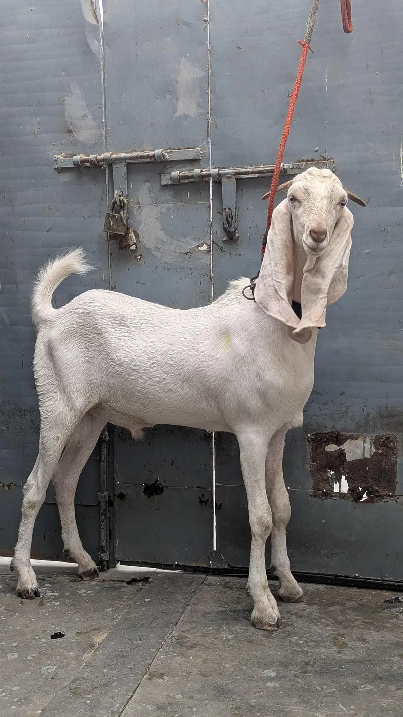 gulabi or Punjabi cross — photo 4