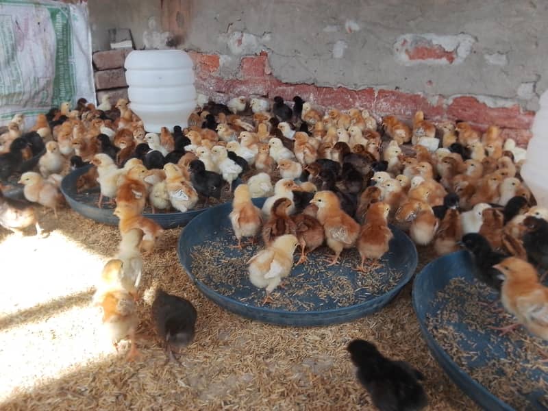 آسٹرلاپ لوہمن براؤن ہائ لین گولڈن چوزہ 3