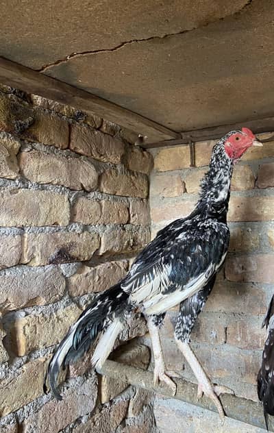 1 aseel pair for sale
