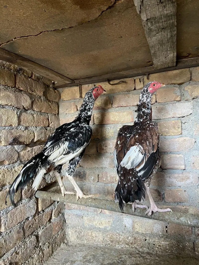 1 aseel pair for sale — photo 2
