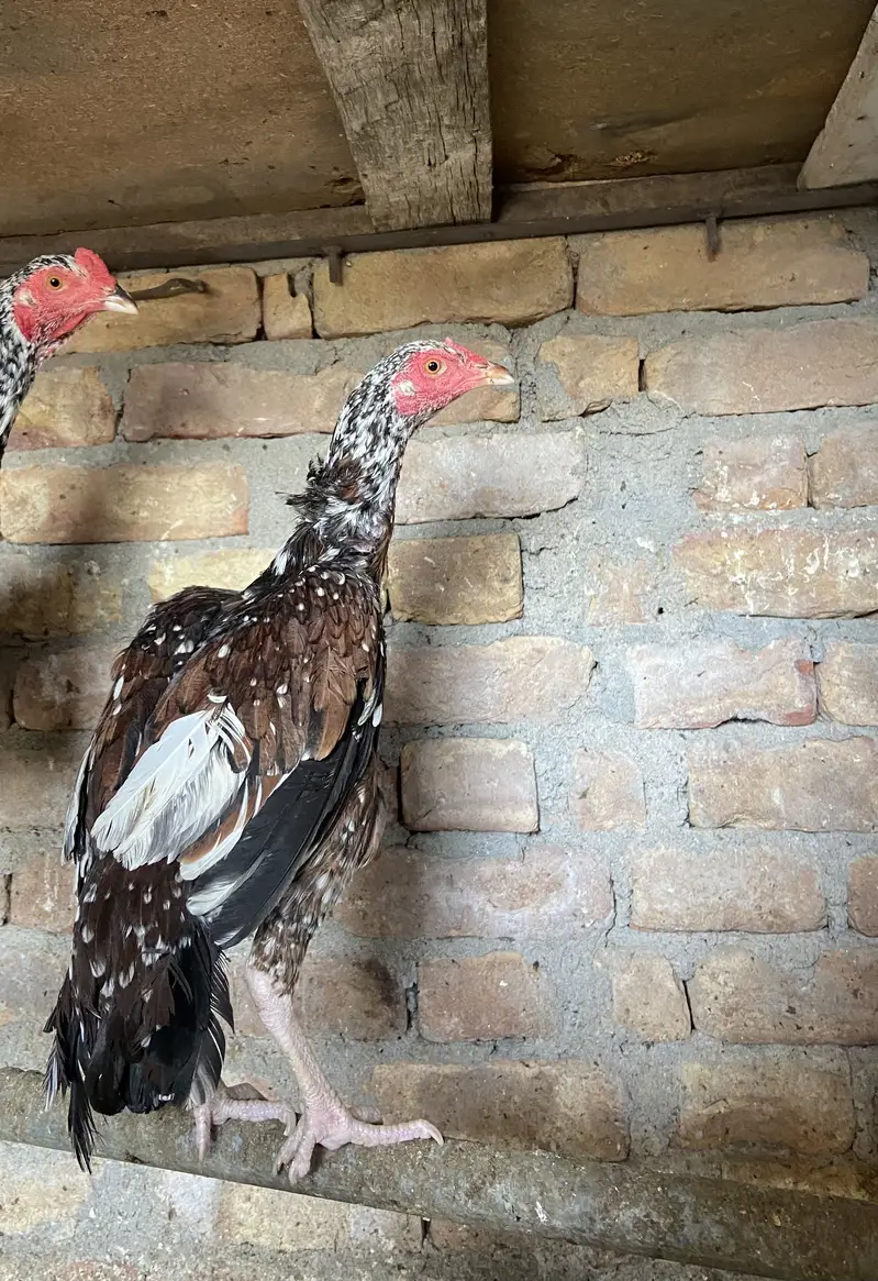 1 aseel pair for sale — photo 3