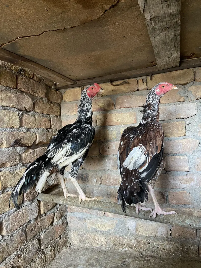 1 aseel pair for sale — photo 5