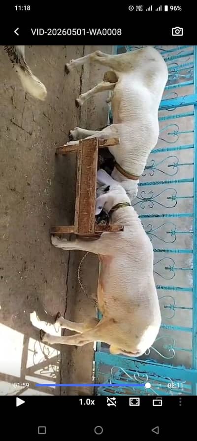 Premium Pure Sargodha Breed  Kajla Breeder sheep Pair available