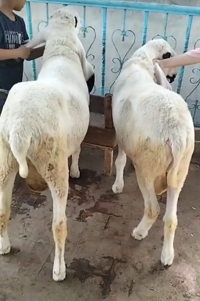 Premium Pure Sargodha Breed  Kajla Breeder sheep Pair available — photo 2