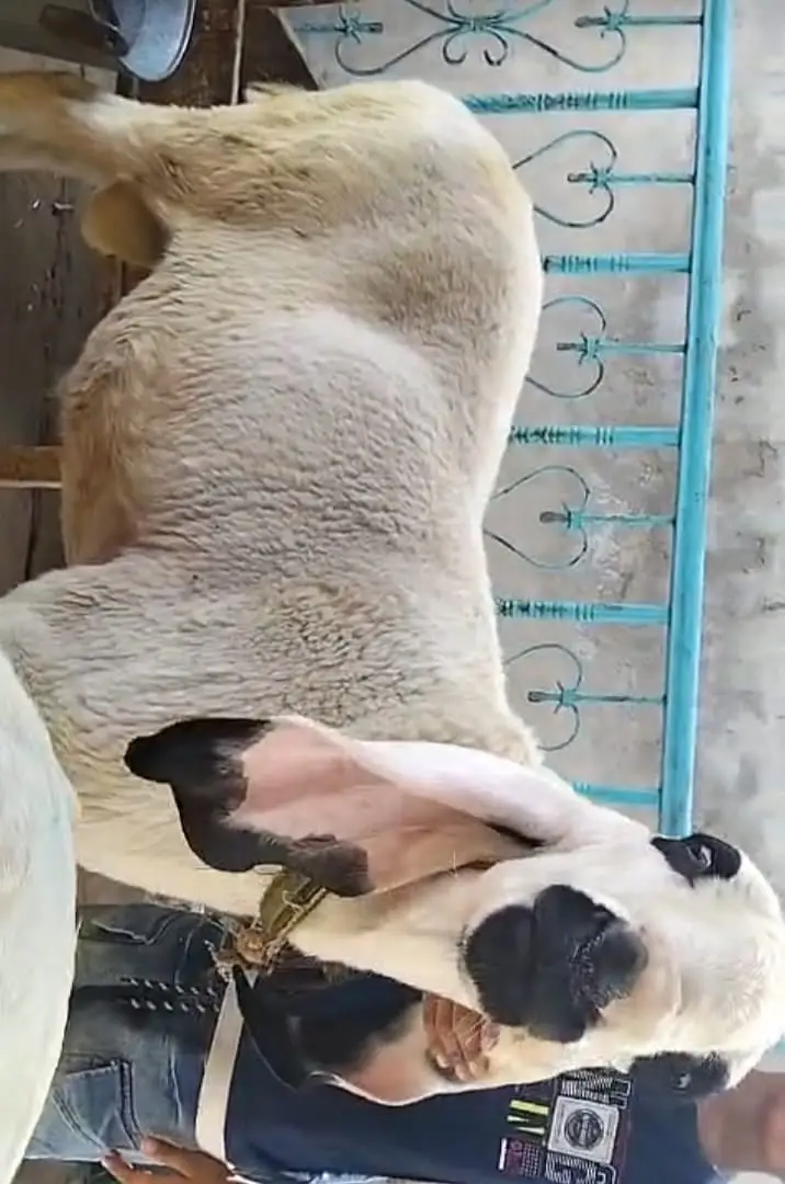 Premium Pure Sargodha Breed  Kajla Breeder sheep Pair available — photo 3