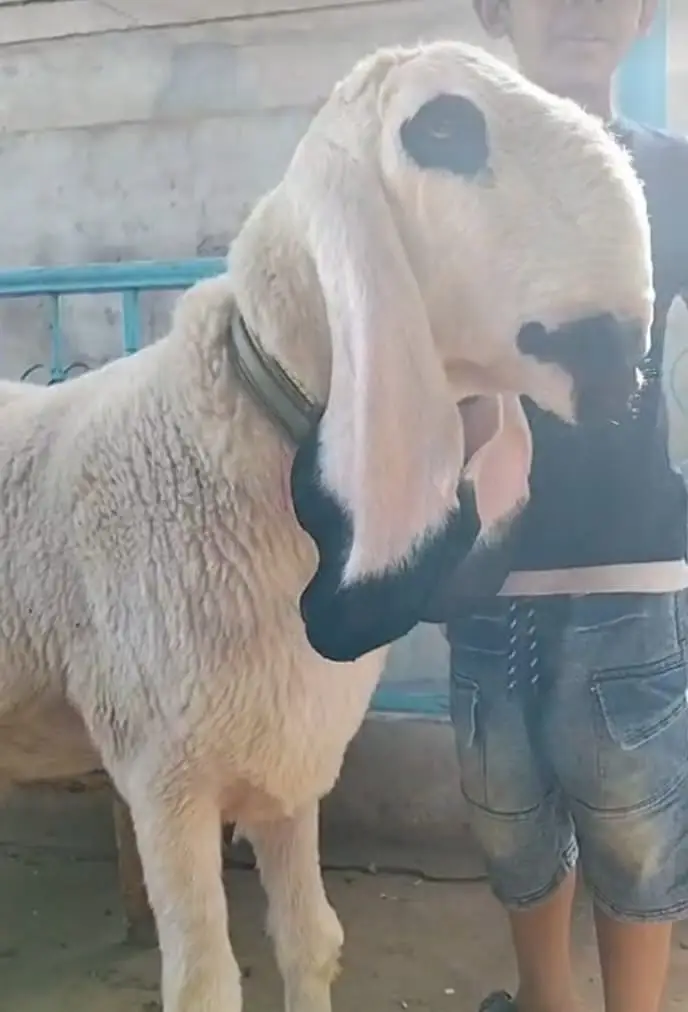 Premium Pure Sargodha Breed  Kajla Breeder sheep Pair available — photo 4