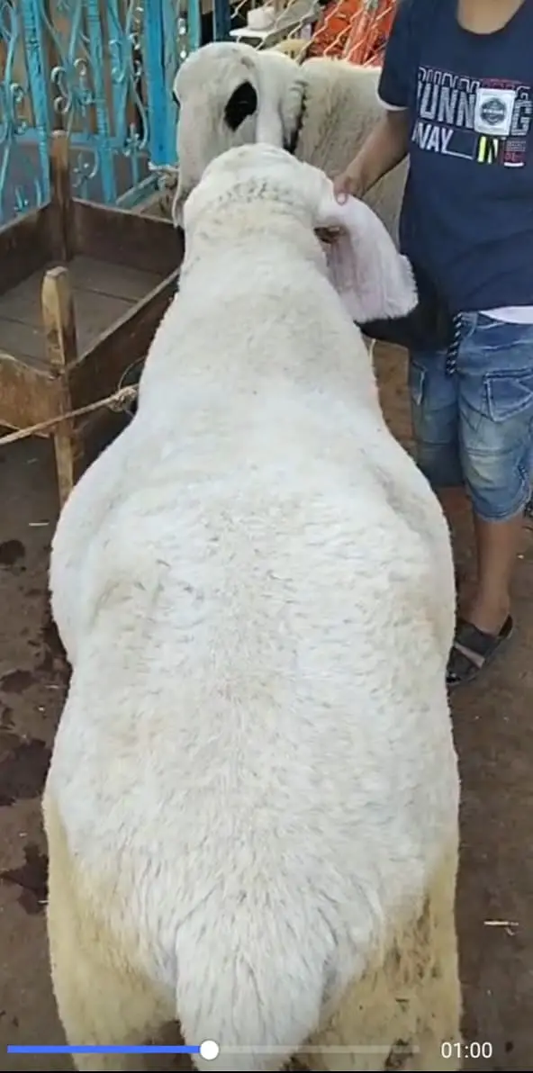 Premium Pure Sargodha Breed  Kajla Breeder sheep Pair available — photo 5