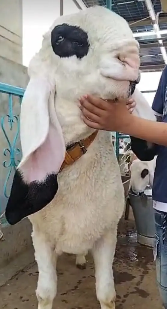 Premium Pure Sargodha Breed  Kajla Breeder sheep Pair available — photo 6