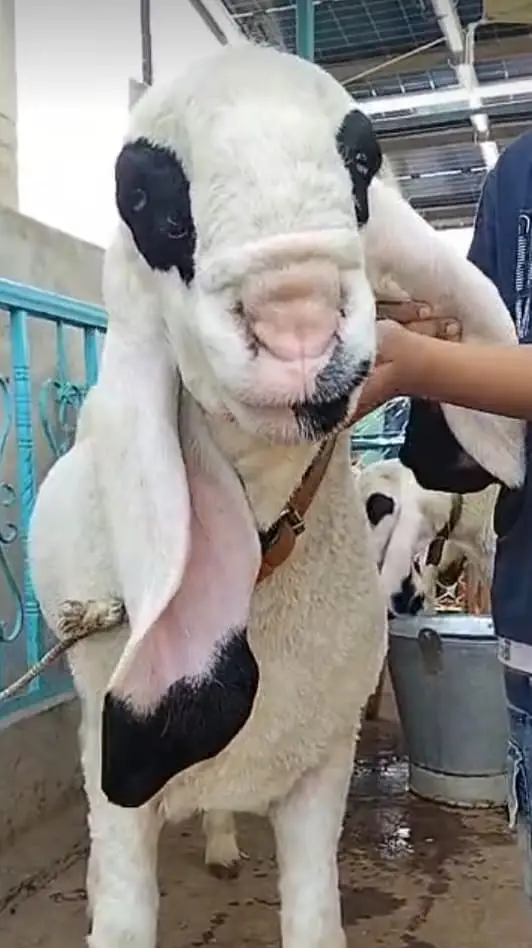 Premium Pure Sargodha Breed  Kajla Breeder sheep Pair available — photo 7