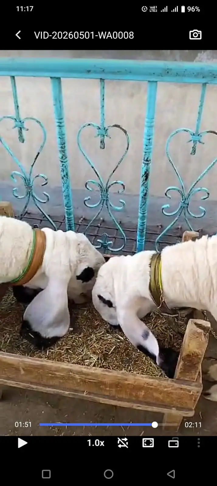 Premium Pure Sargodha Breed  Kajla Breeder sheep Pair available — photo 8