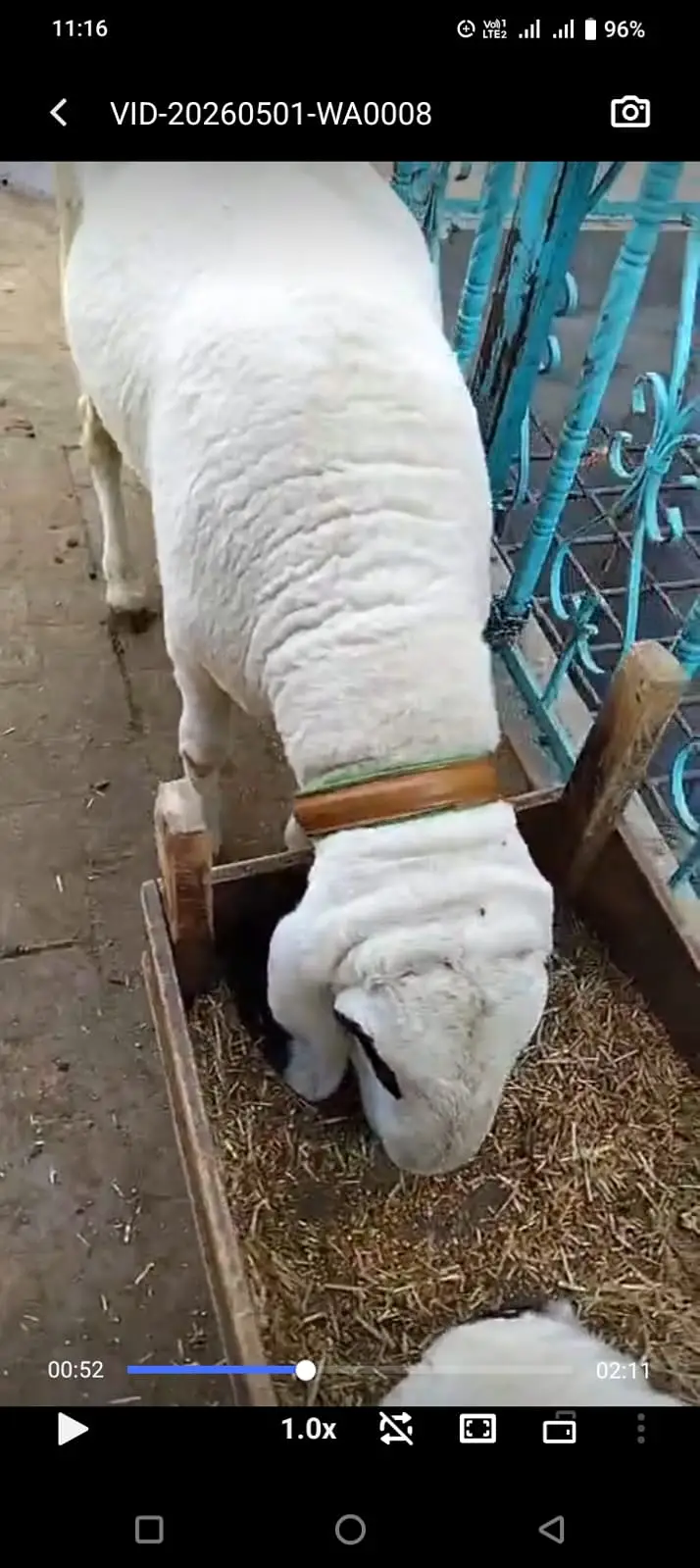 Premium Pure Sargodha Breed  Kajla Breeder sheep Pair available — photo 9
