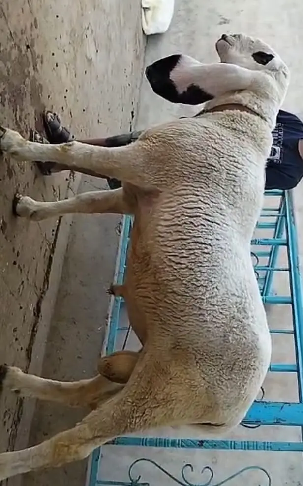 Premium Pure Sargodha Breed  Kajla Breeder sheep Pair available — photo 10