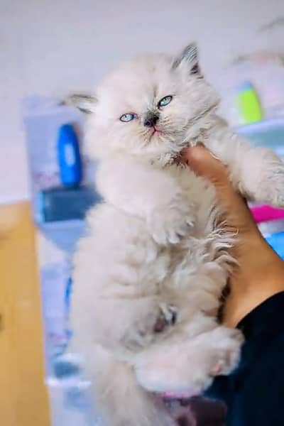 Persian kitten for sale my WhatsApp . 03317047936