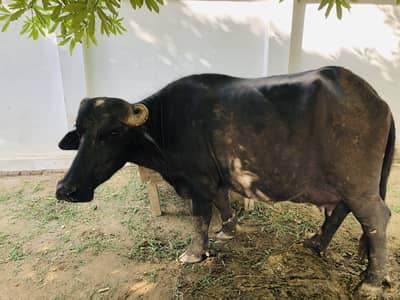 PEHLAN JHOTTI FOR SALE
