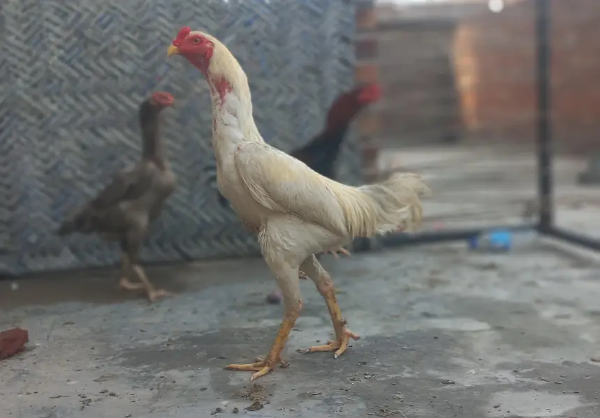 White Japanese Shamo Male Aseel | Rooster Hen Murgha Murghi — photo 2