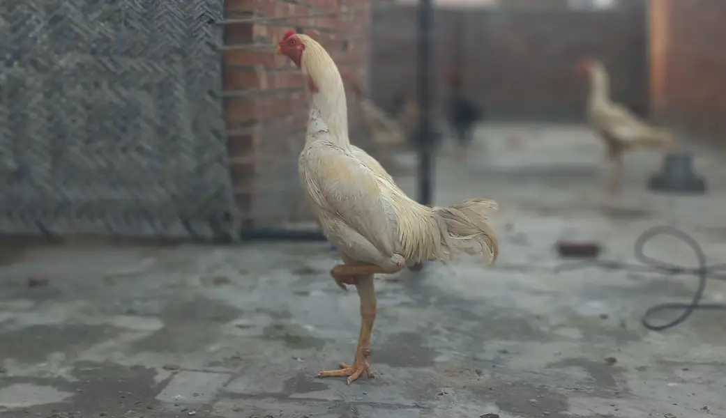 White Japanese Shamo Male Aseel | Rooster Hen Murgha Murghi — photo 3