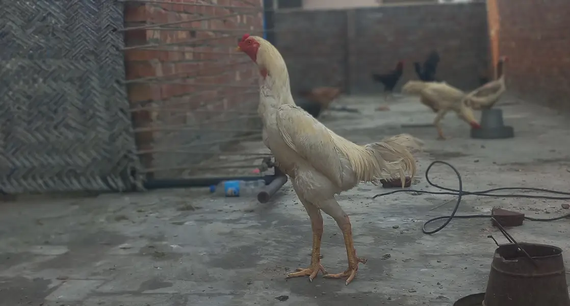 White Japanese Shamo Male Aseel | Rooster Hen Murgha Murghi — photo 4