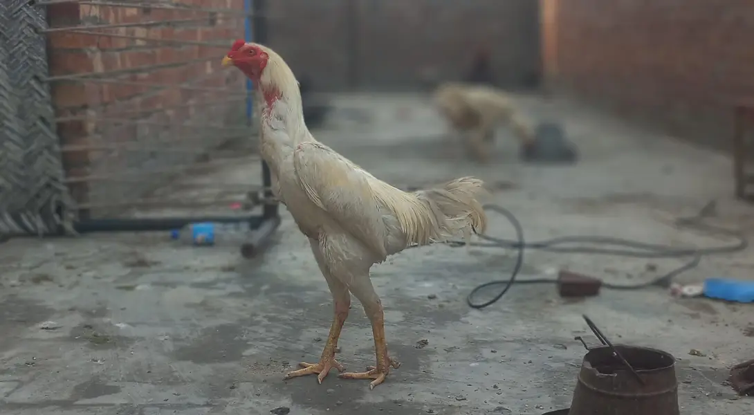 White Japanese Shamo Male Aseel | Rooster Hen Murgha Murghi — photo 5