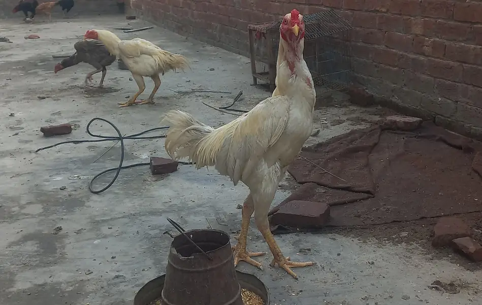 White Japanese Shamo Male Aseel | Rooster Hen Murgha Murghi — photo 6