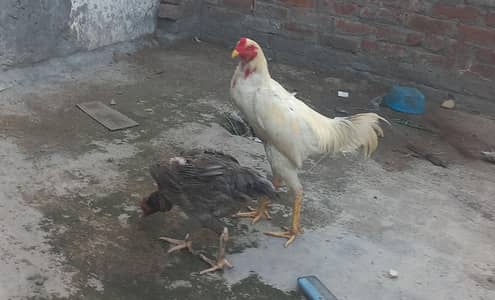 White Japanese Shamo Male Aseel | Rooster Hen Murgha Murghi