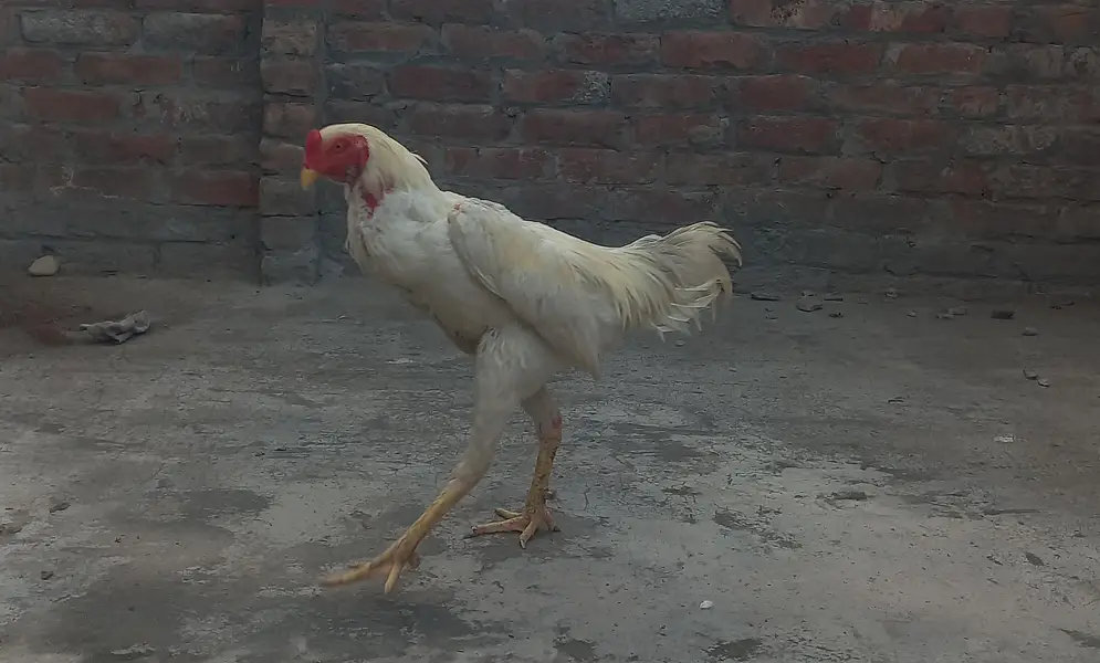 White Japanese Shamo Male Aseel | Rooster Hen Murgha Murghi — photo 7