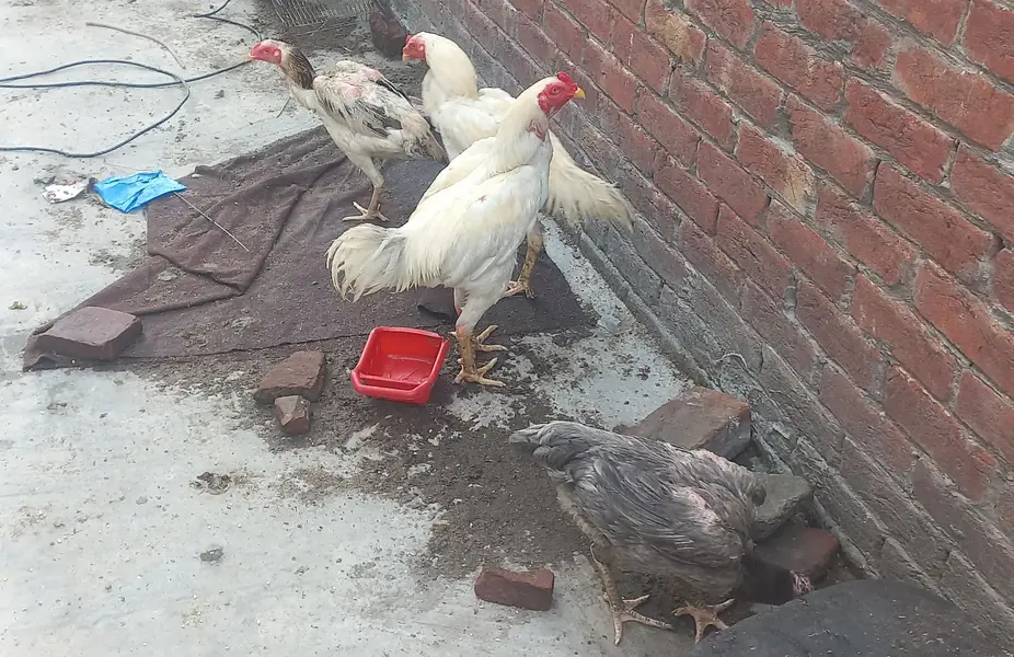 White Japanese Shamo Male Aseel | Rooster Hen Murgha Murghi — photo 8