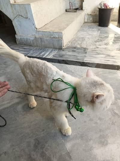 Persian male cat for sale