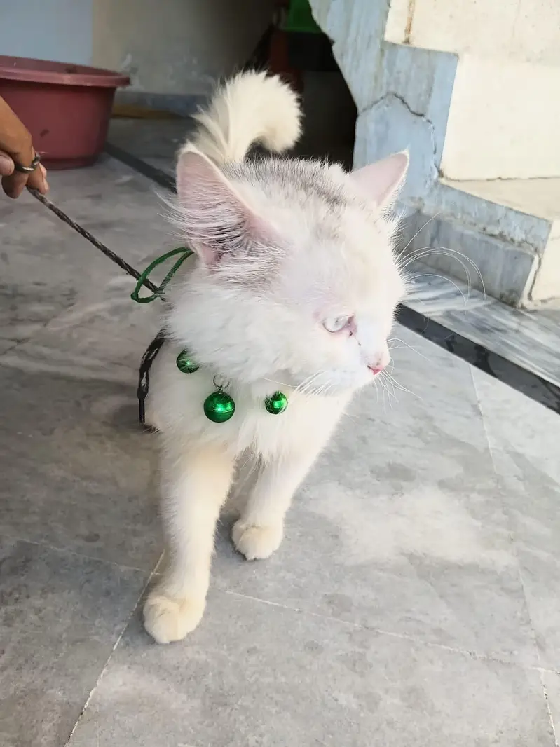 Persian male cat for sale — photo 2