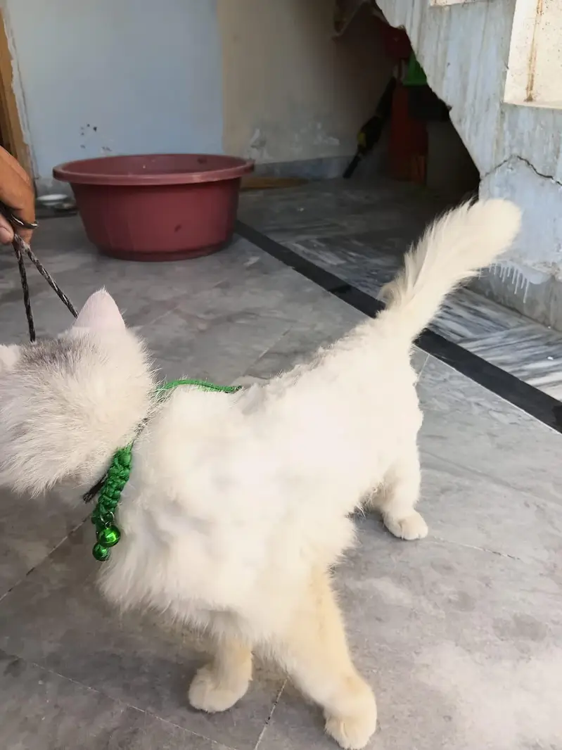 Persian male cat for sale — photo 3