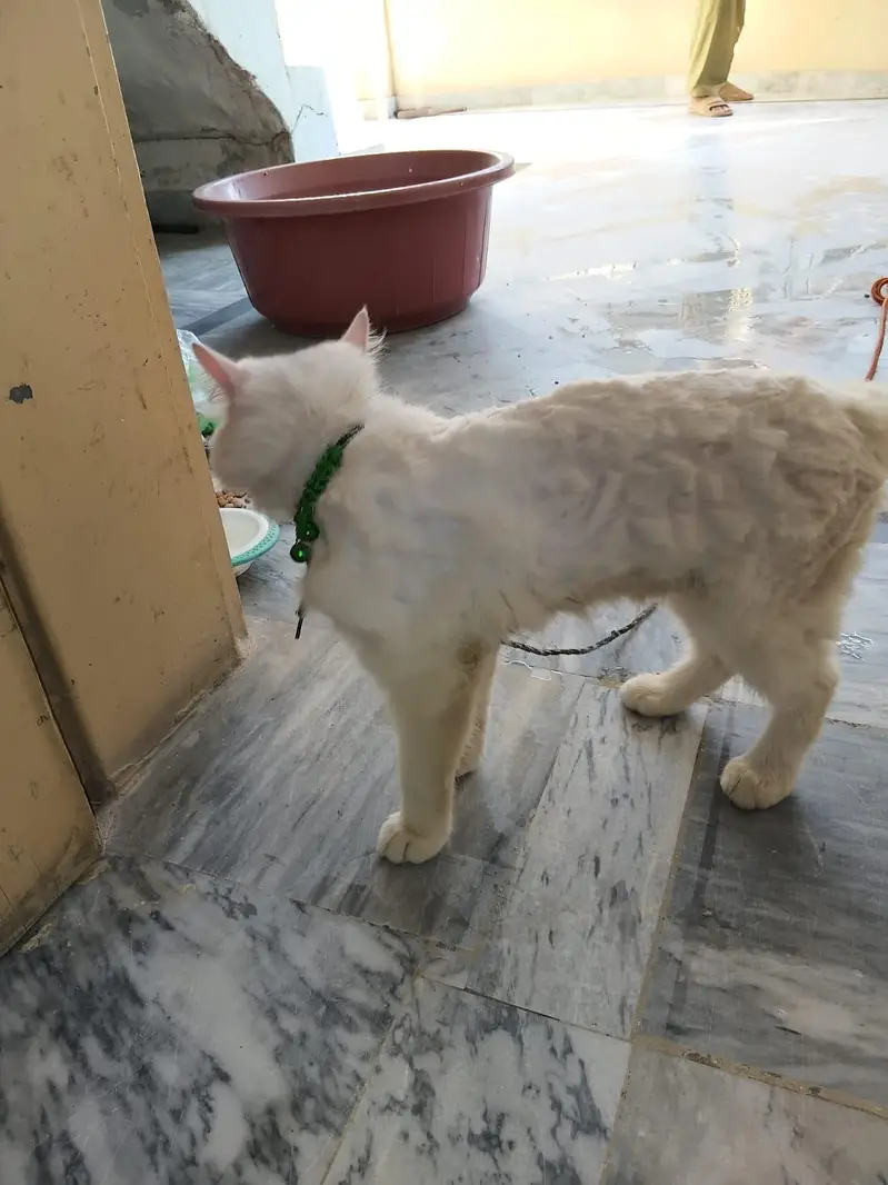Persian male cat for sale — photo 4