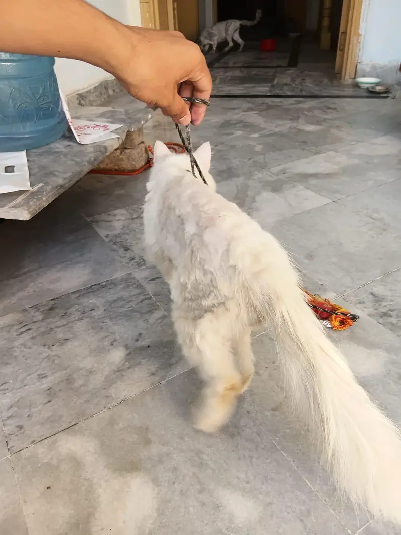 Persian male cat for sale — photo 5