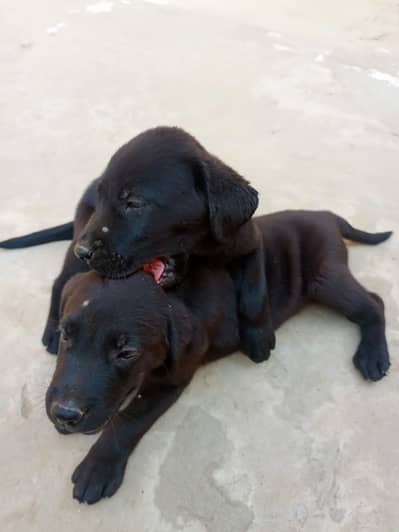 Labrador male and female in pair