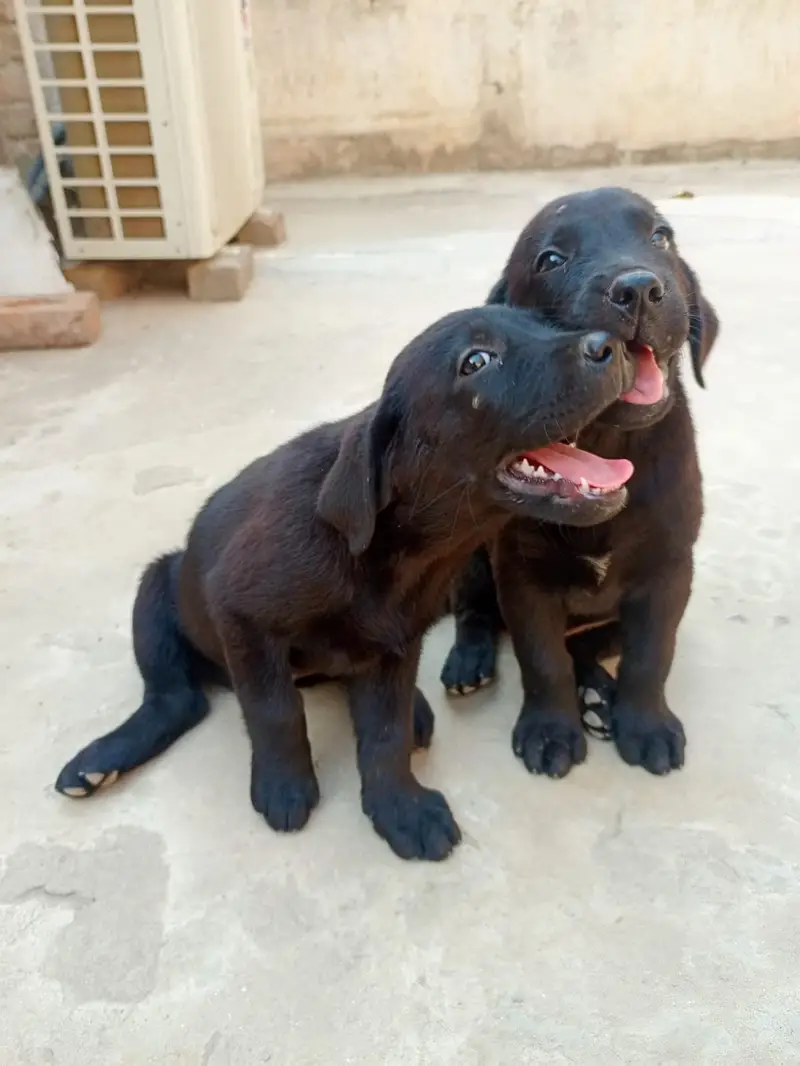 Labrador male and female in pair — photo 2