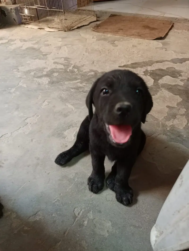 Labrador male and female in pair — photo 3