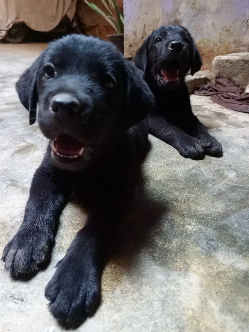 Labrador male and female in pair — photo 4