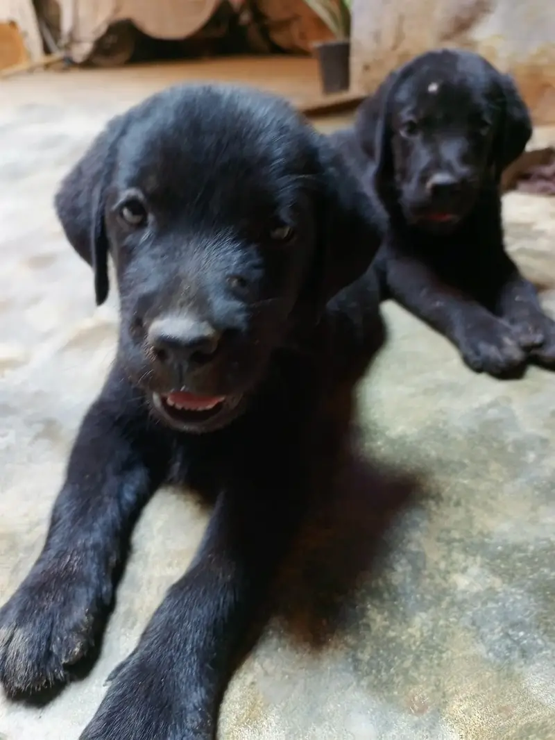 Labrador male and female in pair — photo 5