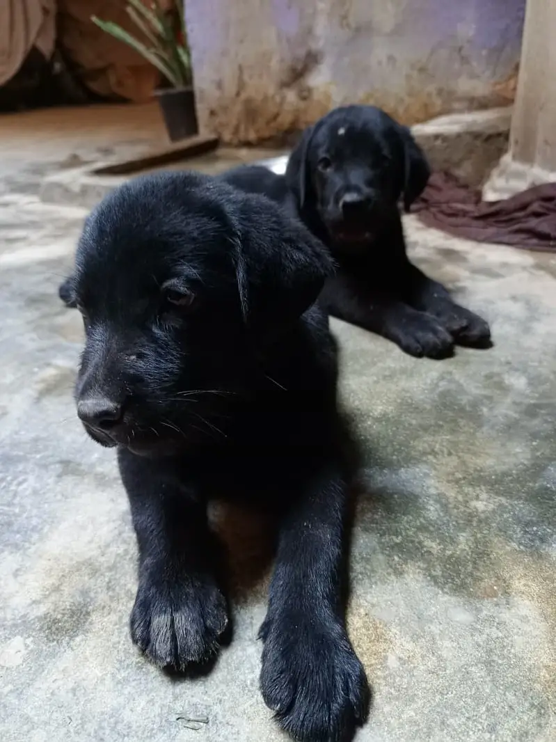 Labrador male and female in pair — photo 7