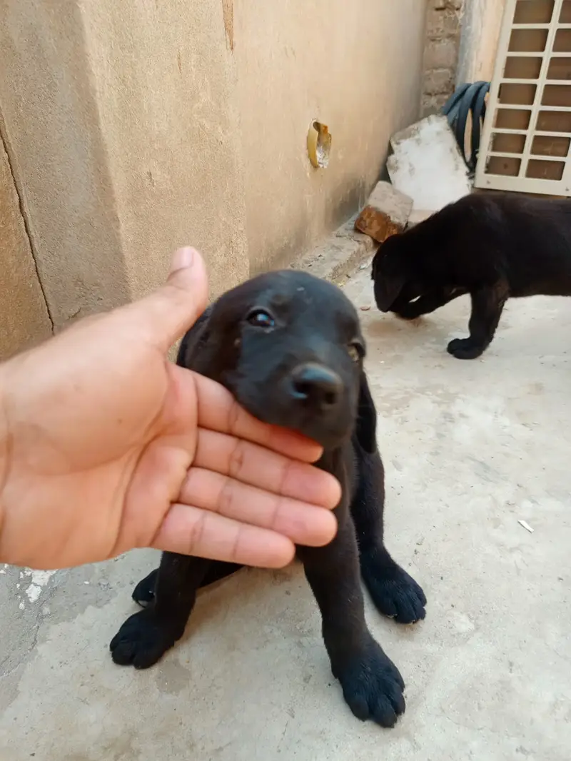 Labrador male and female in pair — photo 9