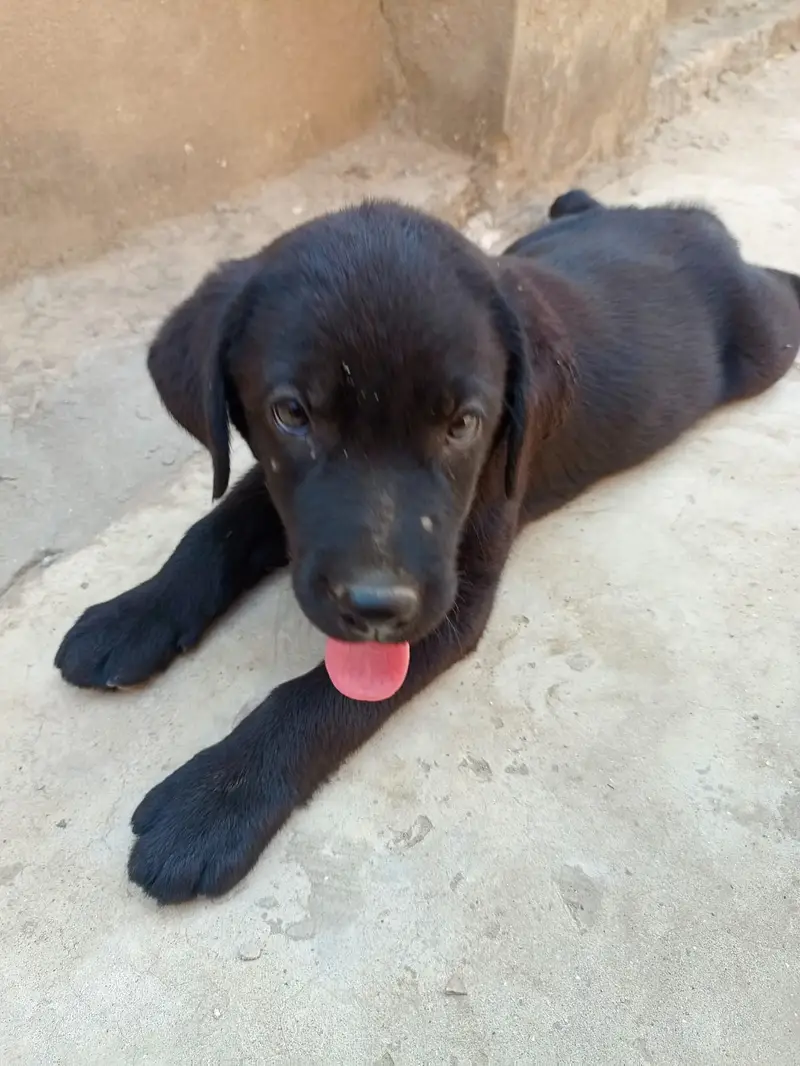 Labrador male and female in pair — photo 10