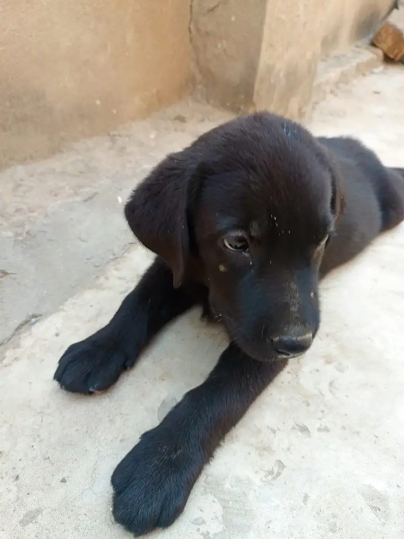 Labrador male and female in pair — photo 11