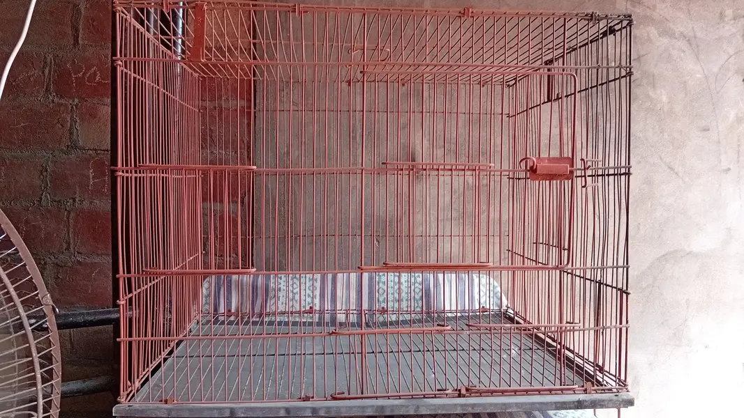 budgies paroots o32o6441878 — photo 10