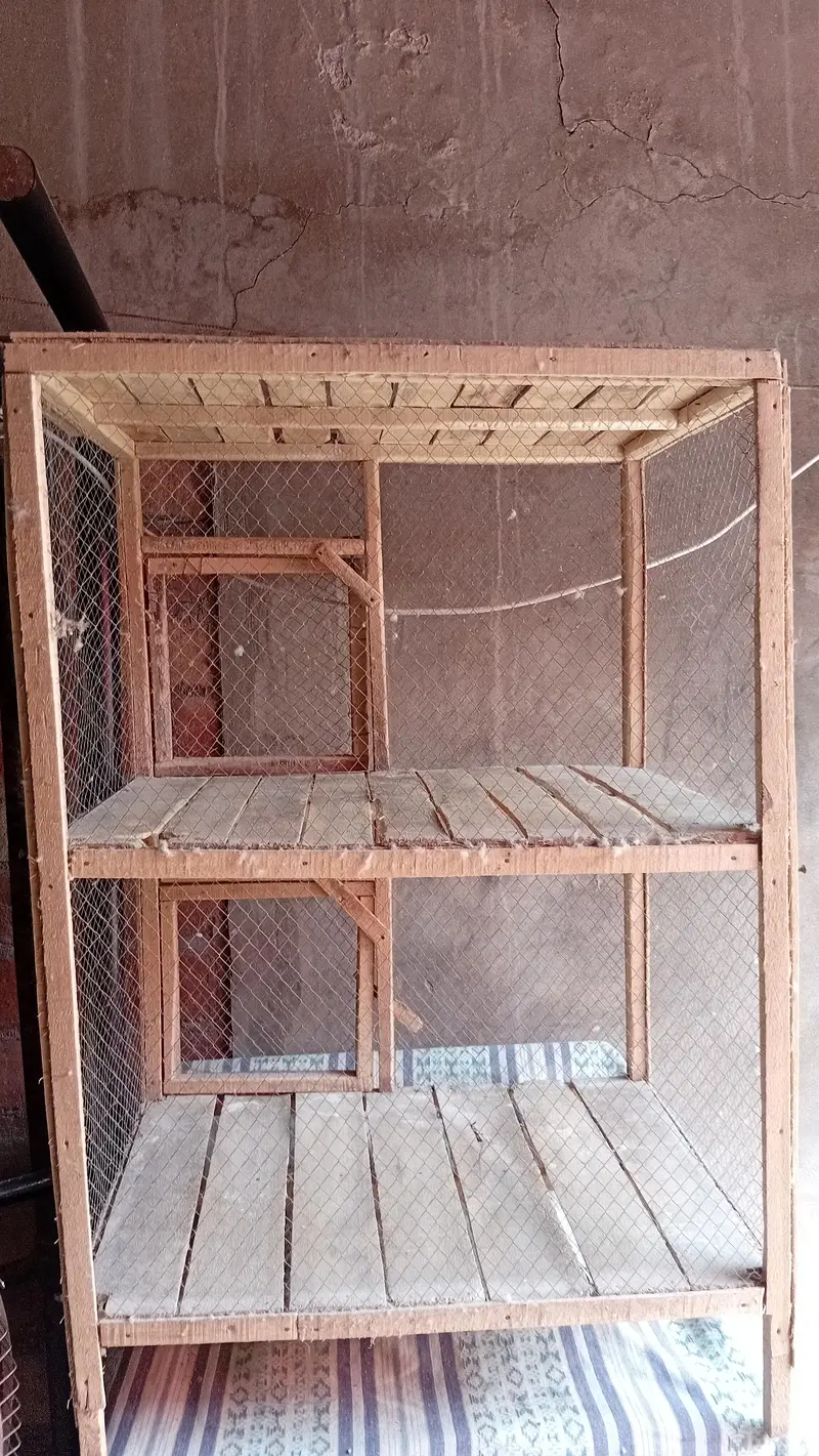 budgies paroots o32o6441878 — photo 12
