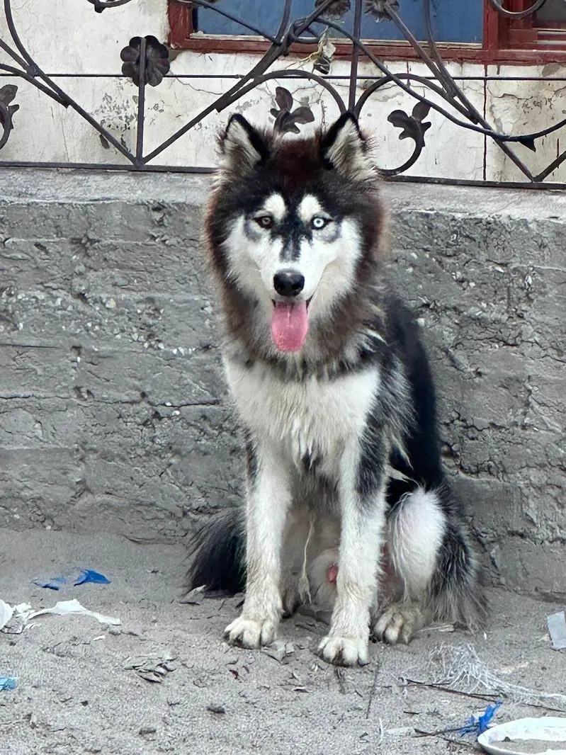 saiberioen huskey — photo 2