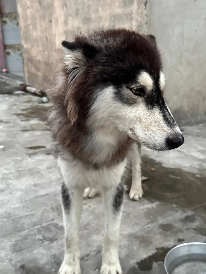 saiberioen huskey — photo 3
