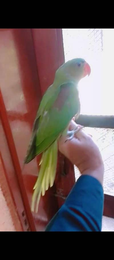 raw tam self Male 03025368418