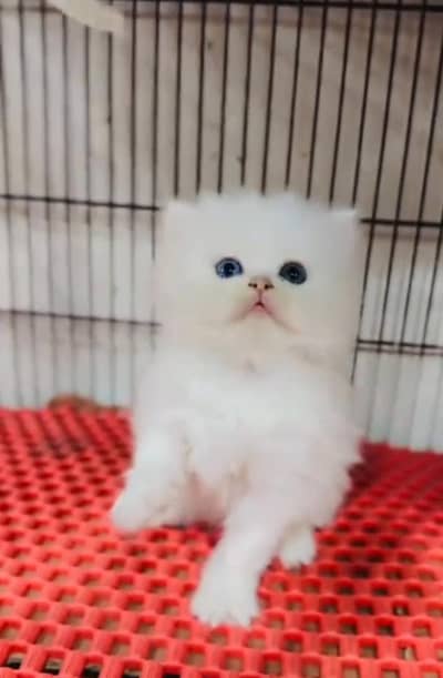 Persian kitten for sale my WhatsApp . 03317047936
